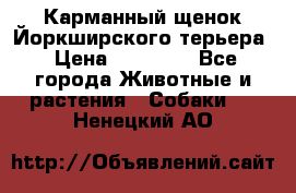 Карманный щенок Йоркширского терьера › Цена ­ 30 000 - Все города Животные и растения » Собаки   . Ненецкий АО